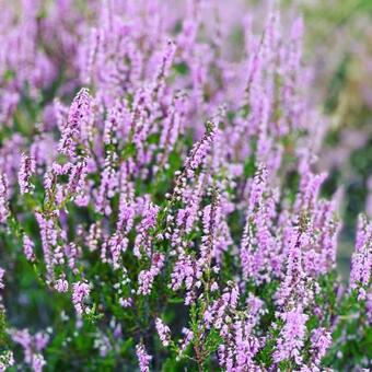 Drents Genieten - Struikheide