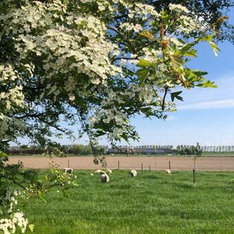 Apartamento Huisje Op Bioboerderij, Kust, Polder En Rust