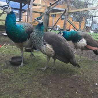 Caba�a Volc�n Hornopir�n