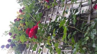 Posada Duke Of Buckingham