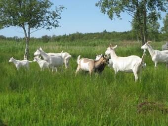 Bed & Breakfast Villa Curtevenne-annex, Monument Grenst Aan Natuurmonument