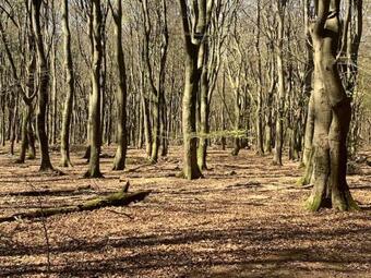 Black Cabin: Uniek Verblijf Op De Veluwe
