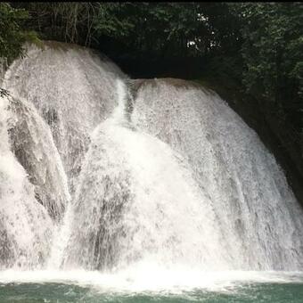 Greenforest