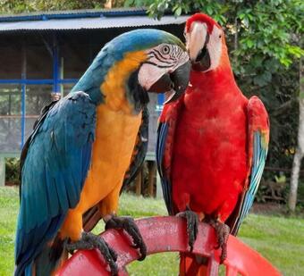 Hotel Caba�as Alto Del Aguila