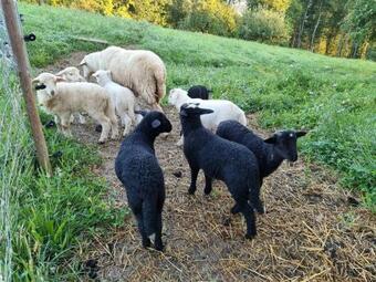 Apartamento Wohlfuehloase Am Trausdorfberg Mit Sauna/whirlpool