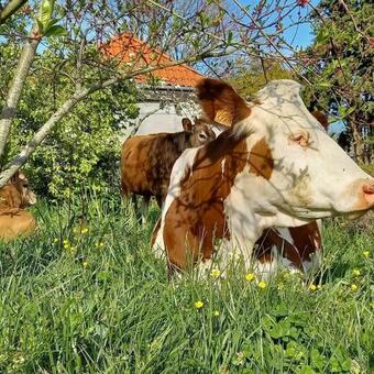 Bed & Breakfast Villa Imaginaire