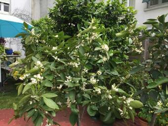 Bed & Breakfast Les Cam�lias