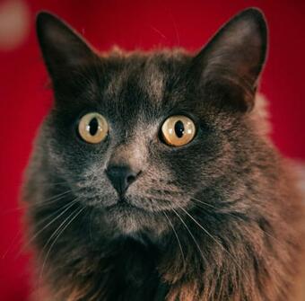 Apartamento G�te Du Grand Pr�