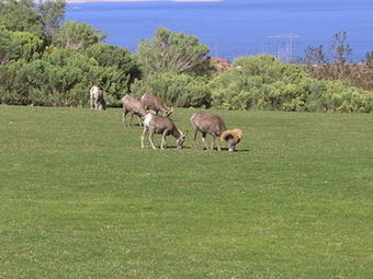 Railroad Pass Hotel And Casino