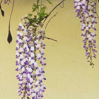 Bed & Breakfast Au Bien Venu