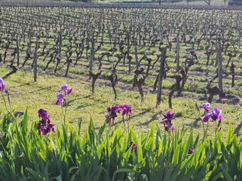 Au Coeur Des Vignes