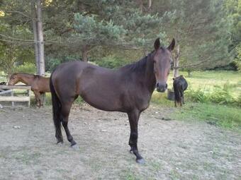 G�te De La Salamandre