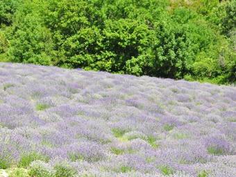 Holiday Home Belle Maison