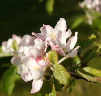 Bed & Breakfast Degouw