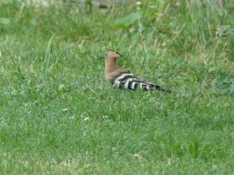 Gites Souleilla De La Nine