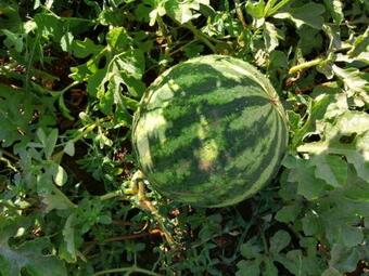 Monte Do Craveirinho - Casa Rural De F�rias