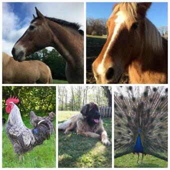 Couanac G�te Familial � La Campagne Avec Piscine