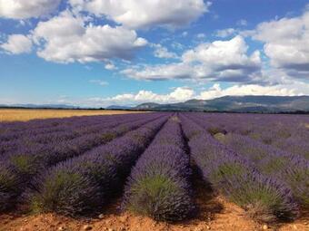 Apartamento Les Rosiers