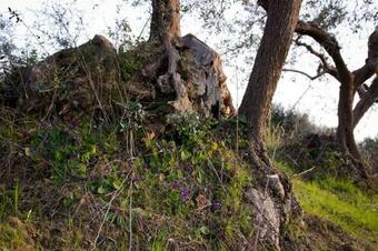 Apartamento Antico Torrino Di Caccia Nobiliare