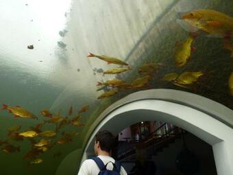 Apartamento Gro�z�gige Wohnung In Mecklenburg Zwischen Wald Und Seen