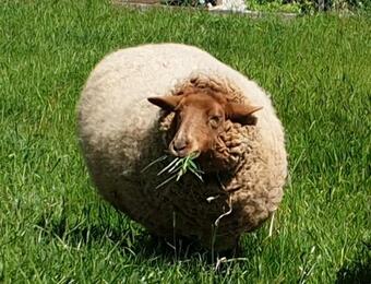 Apartamento Ferienwohnung Voigt