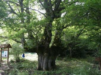 Dap - Domus Antica Petra