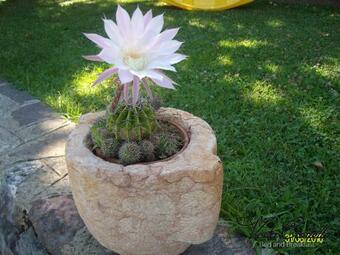 Bed & Breakfast Vista Castello