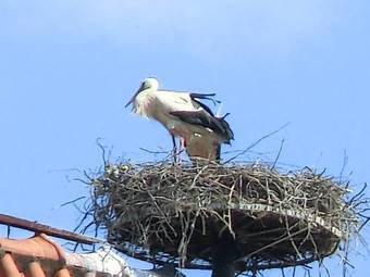 Hotel Pension Eichschmid / R�ll�n Biergarten