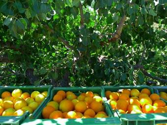 Apartamento La Joya Del Valle De Ricote