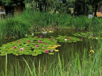 Apartamento Froschk�nig Mit Teichblick