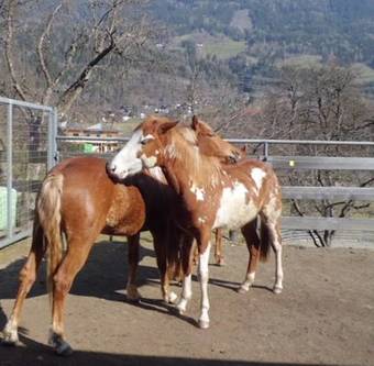 Apartamento Eggerhof