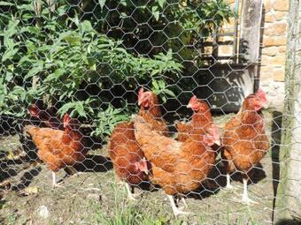 G�te Bulle De Miel