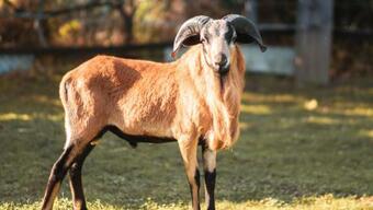 Apartamento Erlebnishof Gr�ne Kuh