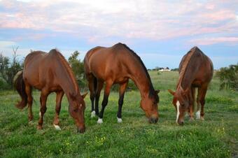Bed & Breakfast Les Pensions Du Joslin