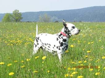 Hostal Cafe-pension-regina