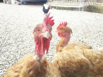 Bed & Breakfast Chambre D'h�tes Des P'tits Bonheurs