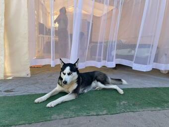 Ecoglamping Caman�