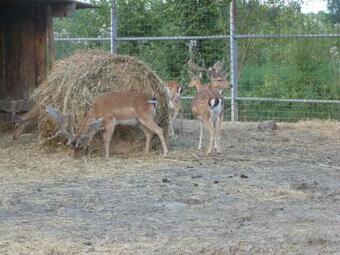 Apartamento La Via Antiga