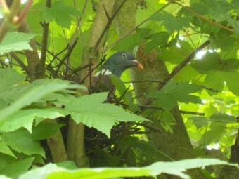 G�te Bonchamp-l�s-laval, 3 Pi�ces, 4 Personnes - Fr-1-600-47