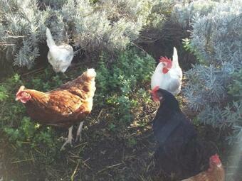 Apartamento Casale Dei Lamponi A "le Moline" Vita In Fattoria