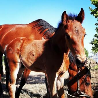 Hostal Tenuta Di Vado Piano Nella Selva Di Circe