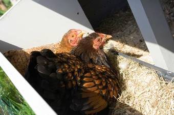 Bed & Breakfast Erve Fakkert