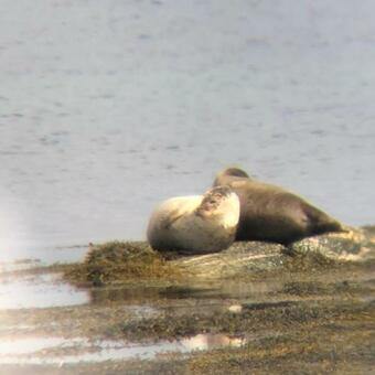 Finn�ya With 180* Atlantic Veiw