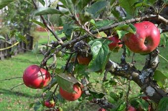 Agroturismo Turisticna Kmetija Pri Malnarjevih