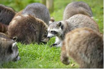 Center Parcs De Huttenheugte