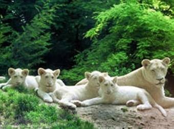 Hotel Les Jardins De Beauval