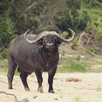 Lodge Manukuza Wilderness