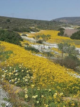 Posada Bokkomblommetjie