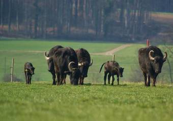 Agroturismo Bolderhof