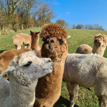 Ta Mill Cottages & Lodges - Meadowview Chalet 1